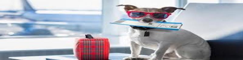 Animali in aereo: cambiano le regole