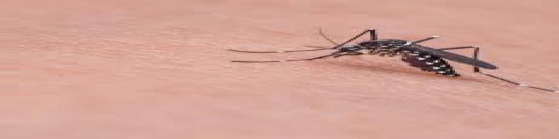 ASL - NOTA INFORMATIVA - Prevenzione, sorveglianza ed interventi in risposta alla circolazione dei virus della West Nile disease e dell’Usutu